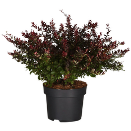 Kleine Blutberberitze, Berberis thunbergii »Atropurpurea Nana«, gelb, winterhart