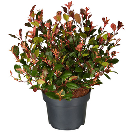 Gartenkrone Mispel Photinia fraseri - hagebau.de
