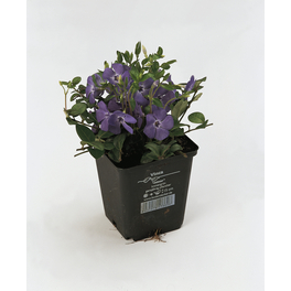 Kleines Immergrün, Vinca minor, Blattfarbe: grün, Blüte: blau