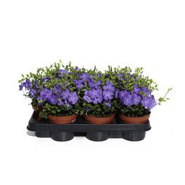 Kleines Immergrün, Vinca minor »Rainer«, Blattfarbe: grün, Blüte: blau