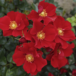 Kleinstrauchrose, Rosa »Alexander von Humboldt«, Blüten: rot