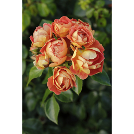 Kleinstrauchrose , Rosa »Bienenweide® mango«, Blüte: apricot-orange
