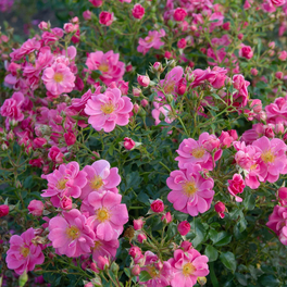 Kleinstrauchrose Rosa hybride »Bienenweide«
