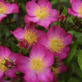Kleinstrauchrose, Rosa »Juanita®«, Blüten: pink