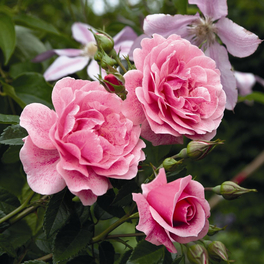 Kletterrose »Camelot«, Blüte: rosa