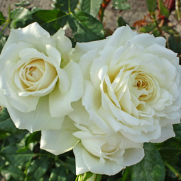 Kletterrose Rosa »Alaska®« Kletterrose Rosa »Alaska®«