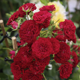 Kletterrose, Rosa »‘Crimson‘ Siluetta®«, Blütenfarbe: rot