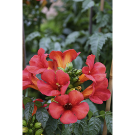 Klettertrompete, Campsis tagliabuana »Summer Jazz Fire®«, Blüte: rot
