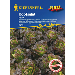Kopfsalat »Roxy«, ca. 70 Pflanzen Kopfsalat »Roxy«, ca. 70 Pflanzen