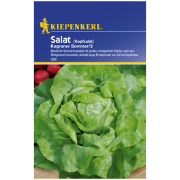 Kopfsalat sativa var. Capitata Lactuca Kopfsalat sativa var. Capitata Lactuca