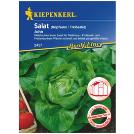 Kopfsalat sativa var. capitata Lactuca »John« Kopfsalat sativa var. capitata Lactuca »John«