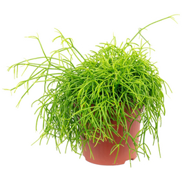 Korallenkaktus, cassutha Korallenkaktus, cassutha