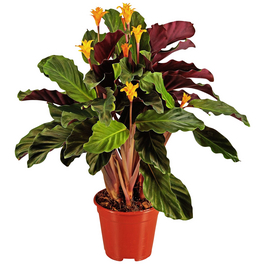 Gartenkrone Korbmarante, Calathea Hybriden Sorten-Mix, im  Kunststoff-Kulturtopf - hagebau.de