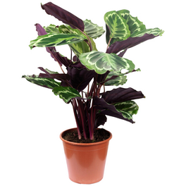 Korbmarante, Calathea, im Topf