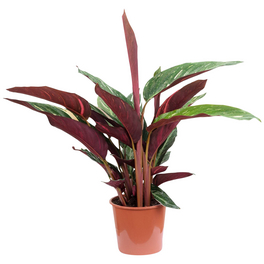 Korbmarante, Calathea Magicstar »Magicstar«, im Kunststoff-Kulturtopf