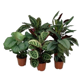 Korbmarante, Calathea Mix »in Sorten«