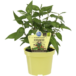 Koriander vietnamesisch, Coriandrum sativum, aktuelle Pflanzenhöhe ca.: 12 cm, im Topf