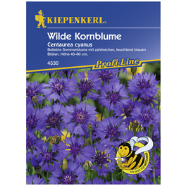 Kornblume, Centaurea cyanus, Samen, Blüte: blau
