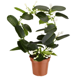 Kranzschlinge, Stephanotis floribunda, Blütenfarbe: weiß Kranzschlinge, Stephanotis floribunda, Blütenfarbe: weiß