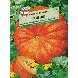 Kürbis »Rouge vif d'Etampes«, 
