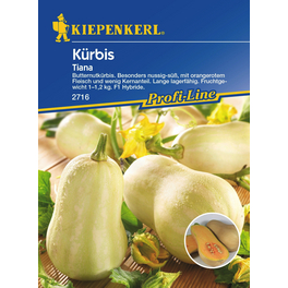Kürbis »Tiana«, ca. 6 Pflanzen