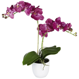 Kunstblume, Phalaenopsis Orchidee, violett