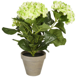 kirschlorbeer pflanzen temperatur Portugiesischer Kirschlorbeer Angustifolia Hhe 180-200 cm Ballenware