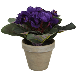 kentia palme wiki Kentia Palm: Low-Maintenance, Pet-Friendly, and Air-Purifying Plant   Bloombox Club