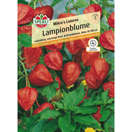 Lampionblume »Mikie's Laterne«, mehrjährig, ideal für Trockensträuße, Höhe 70-100 cm