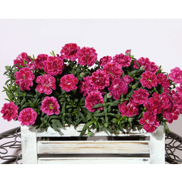 Landnelke, caryophyllus Dianthus
