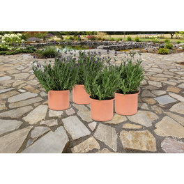 Lavendel, Lavandula angustifolia, aktuelle Pflanzenhöhe ca.: 30 cm, im Topf