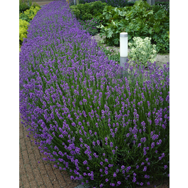 Lavendel »Lavandula angustifolia«, bunt, winterhart