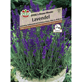 Lavendel »SPERLI's Blaues Wunder«, mehrjährig, aromatischer, niedriger Duftlavendel
