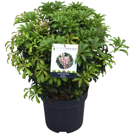 Lavendelheide, Pieris japonica »Bonfire«, weiß, Höhe: 40 - 50 cm