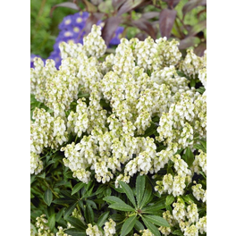 Lavendelheide, Pieris japonica »Cupido«, weiß, Höhe: 40 - 50 cm