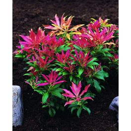 Lavendelheide, Pieris japonica »Forest Flame«, weiß, Höhe: 40 - 50 cm