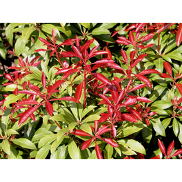 Rhododendron in diversen Farben  einfach direkt zu hagebau.de