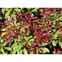 Lavendelheide, Pieris japonica »Mountain Fire«, weiß, Höhe: 40 - 50 cm