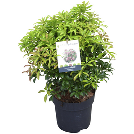 Lavendelheide, Pieris japonica »Passion ®«, rosa, Höhe: 40 - 50 cm