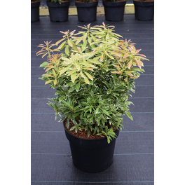 Lavendelheide, Pieris japonica »Ralto Rose«, rosa, Höhe: 40 - 50 cm