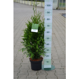 Lebensbaum, Thuja occidentalis »Brabant«, immergrün