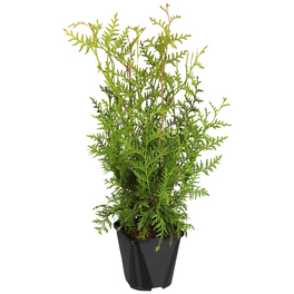 wunderstrauch codiaeum variegatum Codiaeum variegatum 'Batik' | Wunderstrauch main image 1