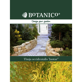 Lebensbaum, Thuja occidentalis »Jantar«, immergrün