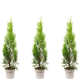 Lebensbaum Thuja Occidentalis »Smaragd«, 3er-Set