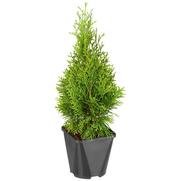 Gartenkrone Lebensbaum, Thuja occidentalis Smaragd, winterhart - hagebau .de