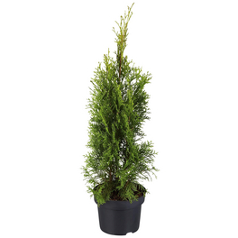 Lebensbaum, Thuja occidentalis Smaragd, grn, max. Wuchshhe: 500 cm -  hagebau.de
