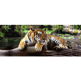 Leinwandbild »CLEO«, BxH: 50 x 150 cm, Motiv: Tiger
