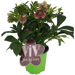 Lenzrose »Helleborus orientalis Victoria«, rot, winterhart