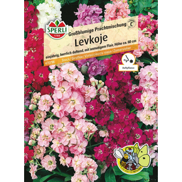 Levkoje »Großblumige Prachtmischung«, einjährig, süß duftende Blütenrispen, Höhe ca. 60 cm