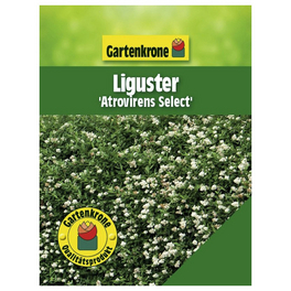 Liguster, Ligustrum vulgare »Atrovirens Select«, Blätter: grün, Blüten: weiß